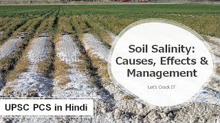 What is Soil Salinization Causes Impact Management Prevention of Saline soil  UPSC PCS in Hindi [upl. by Wivestad]