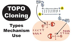 TOPO Cloning  TOPOBlunt TOPOTA TOPOdirectional [upl. by Aicnelav]