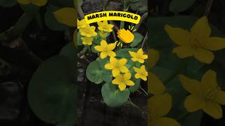 Marsh Marigold is Blooming Shorts [upl. by Robb666]