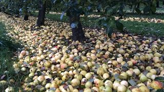 Ramassage des pommes à cidre aux vergers de la justais [upl. by Aikit]