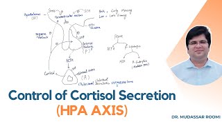 Control of Cortisol Secretion  Cortisol Regulation  Glucocorticoids  Adrenal Gland Endocrinology [upl. by Maegan]