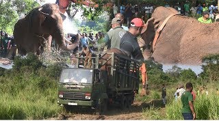 Massive Single tusker captured [upl. by Haye529]