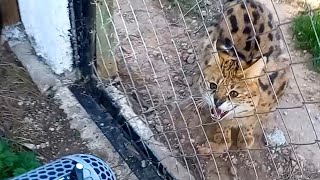 SERVAL agressive hiss and fight sound recording  Big cat [upl. by Madea]