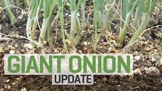 Kelsae Onions from Seed with Mycorrhizae—Update [upl. by Kayley]