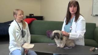 How to Position Your Pet to Administer Oral Medication [upl. by Suollecram]