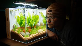 Minimalistic Amazon Sword Aquarium that Anyone Can Make NO co2 [upl. by Tayib]