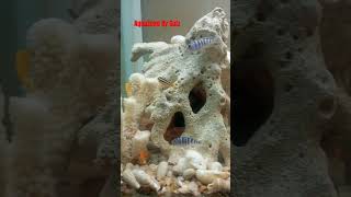 Cichlids Setup fishroom cichlid aquascape cichlidtank [upl. by Adnorhs]