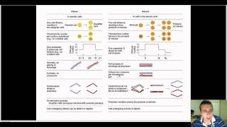 Mitosis vs Meiosis Comparison [upl. by Sapphira]