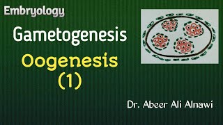 9 EmbryologyGametogenesis part 2 Oogenesis 1 Dr Abeer Ali Alnawi [upl. by Faunia750]