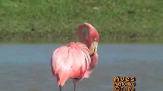 FLAMENCO Greater Flamingo Phoenicopterus ruber en Camuy Puerto Rico [upl. by Silvain]