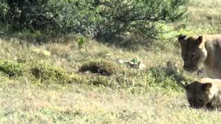 Lionesses Kill Baby Warthog Piglet at Shamwari Game Reserve [upl. by Deron]