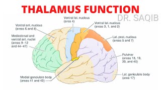 Thalamus Function [upl. by Nazler339]