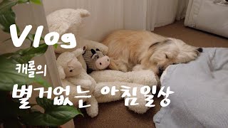 Vlog l 별거 없는 아침일상 l 강아지 양치하기  캐롤캐로리 103 [upl. by Ayekel]