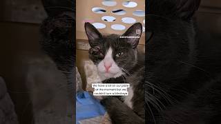 Cat Rescued from Euthanasia cat rescuekitty kittenrescue catrescue [upl. by Weaver]