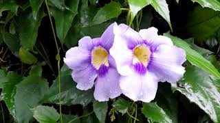 Thunbergia grandiflorapowerful invasive in many regions [upl. by Stearns]