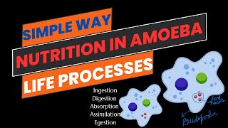 Nutrition in Amoeba [upl. by Ahsiekan]