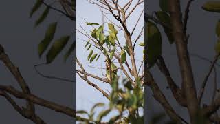 Coppersmith Barbets birds couple birdslove birdslife birdsvideo nature birding hobby 4k [upl. by Lleraj]