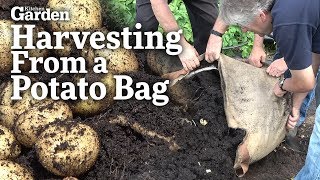 Harvesting from a Potato Bag [upl. by Otrebireh854]