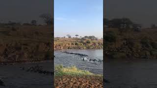 Epic Wildebeest Migration Thrilling Mara River Crossing  Serengeti to Maasai Mara 2024 [upl. by Caralie]