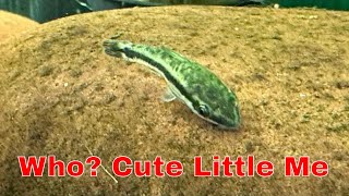 Ultimate Otocinclus Care Guide Keeping Your Tank Clean In 2024 [upl. by Broek]