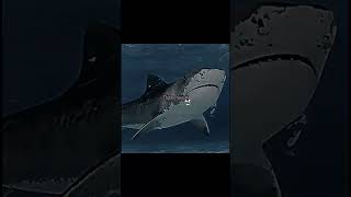 Great White Shark vs Tiger Shark Shark fight [upl. by Comethuauc266]