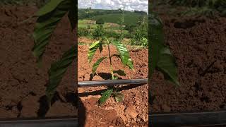 Irrigação por gotejamento em lavouras de café arábica agriculture irrigation cafe agro brasil [upl. by Fons]