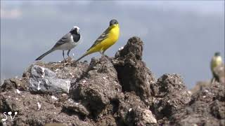 Wagtails white amp yellow  Трясогузки белые и желтые Пир горой [upl. by Adnilasor]