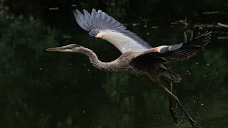 Herons at the local urban park Great blue heron Night heron and Bittern [upl. by Sheldon477]