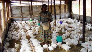 comment reussir lelevage des poulets de chairs en afrique avec un petit budget [upl. by Maryanne354]