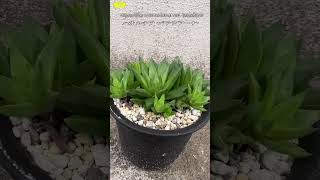 Haworthia marumiana var batesiana ハオルチア バテシアーナ [upl. by Brockie]