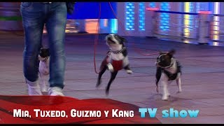 3 Boston Terrier featured in TV show [upl. by Lasiaf]