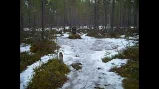 Valokuvaaja Petri Kesti Kyllikki Saaren surma 1953 IsojokiAVI [upl. by Wren328]