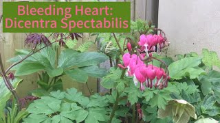 Dicentra Spectabilis Bleeding Heart on Spotlight Sunday [upl. by Nallaf]