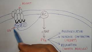 cAMP Pathway in G protein coupled receptors  pharmacology shorts [upl. by Driscoll924]