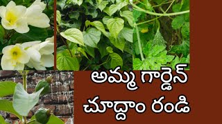 అమ్మా గార్డెన్ ఊరిలో ll My Mom Garden in Village [upl. by Ashton]