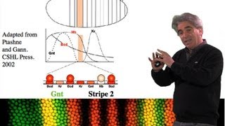 Mike Levine UC Berkeley Part 1 Transcriptional Precision Enhancers [upl. by Alah]