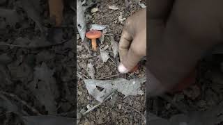 Heingang Chingda Hensang thiba Red Mushroom [upl. by Quiteris]