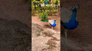 Peacock life 🦚 peacock beauty mor viralshort nature food wildlife shorts [upl. by Ludba]