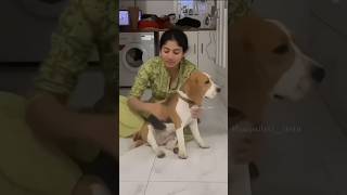 Saipallavi with her Puppy trending shortsfeed shortsvideo shorts shortvideo short subscribe [upl. by Ellerred]