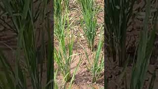 Selective chemical herbicide for paddy rice plant Broad Plus 77WP 40 gr test [upl. by Johnny]