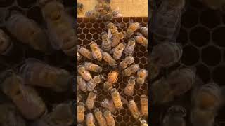 Different Types Of Bees🐝 unfreezmyaccout bee beekeeping 1million trending veiws viral [upl. by Ssirk]