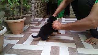 Angry Rottweiler puppy 4 week [upl. by Mohandis]