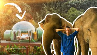 Sleeping with MASSIVE ELEPHANTS in the THAI RAINFOREST  5 Luxury Jungle Bubble [upl. by Shah]