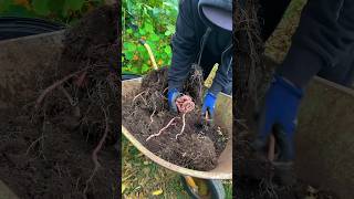 Sweet potatoes grown in containers and this is what we got [upl. by Nywles]