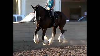 Slow Motion of Shire Horse horse horselovers animals animallover [upl. by Yeldar]