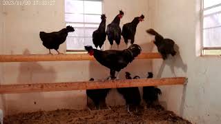 Sanjak Longcrower Roosters For Sale at Shady Grove Farm WV [upl. by Thamos]