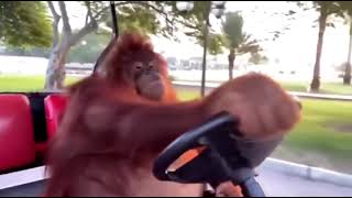 orangutan driving a golf cart [upl. by Giffy]