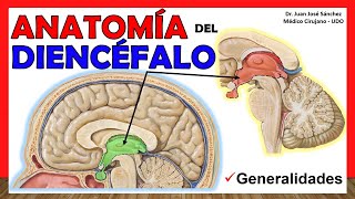 🥇 Anatomía del DIENCÉFALO Generalidades ¡Explicación Sencilla [upl. by Mylor882]