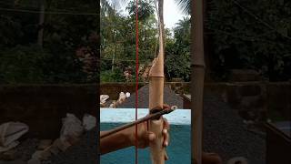 🏹🏹Bamboo ka banduk how to try making bamboo gun shorts [upl. by Urbannal884]