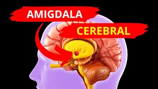 🔴LA AMIGDALA CEREBRAL  🧠NEUROCIENCIA [upl. by Sabanrab]